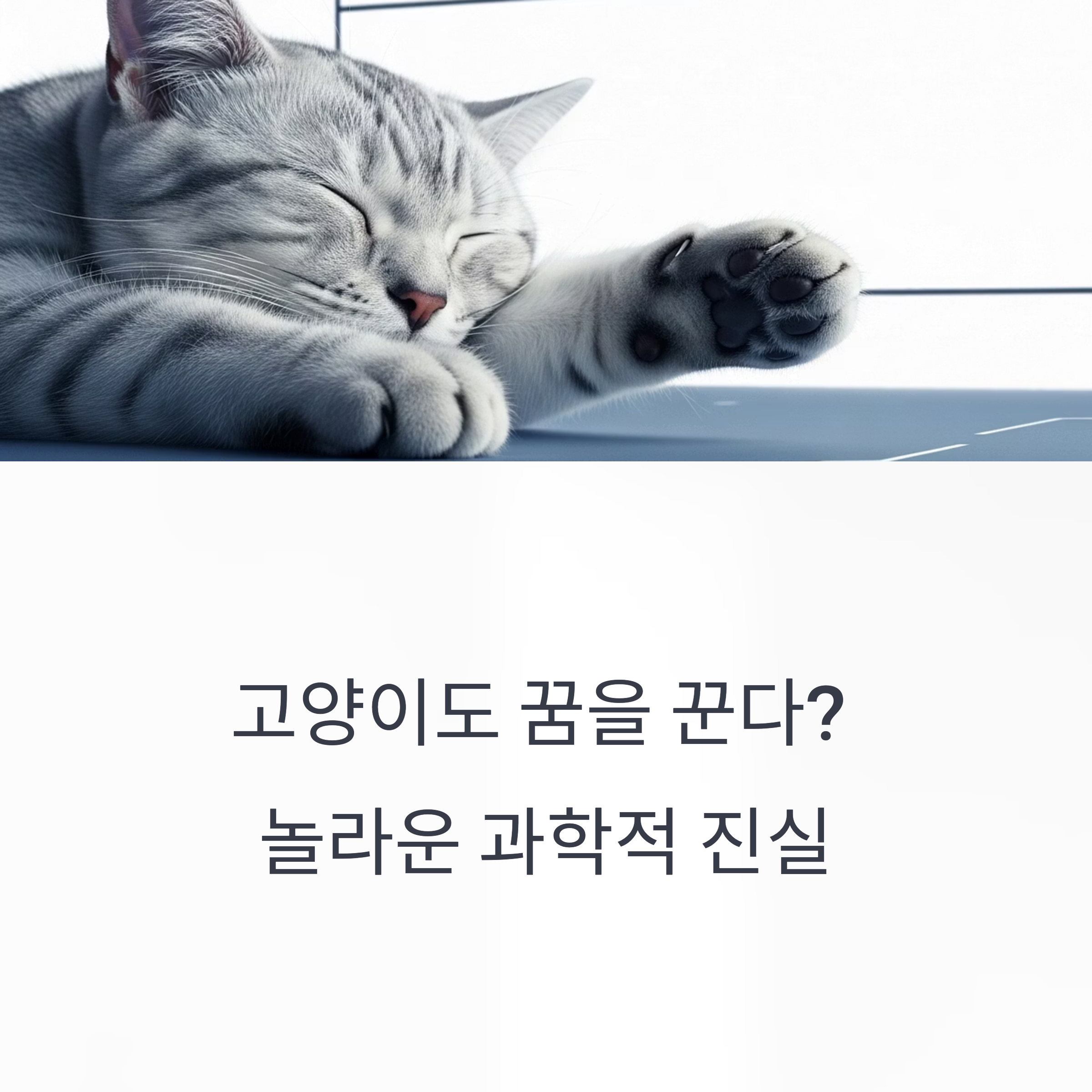 고양이도 꿈을 꾼다? 놀라운 과학적 진실