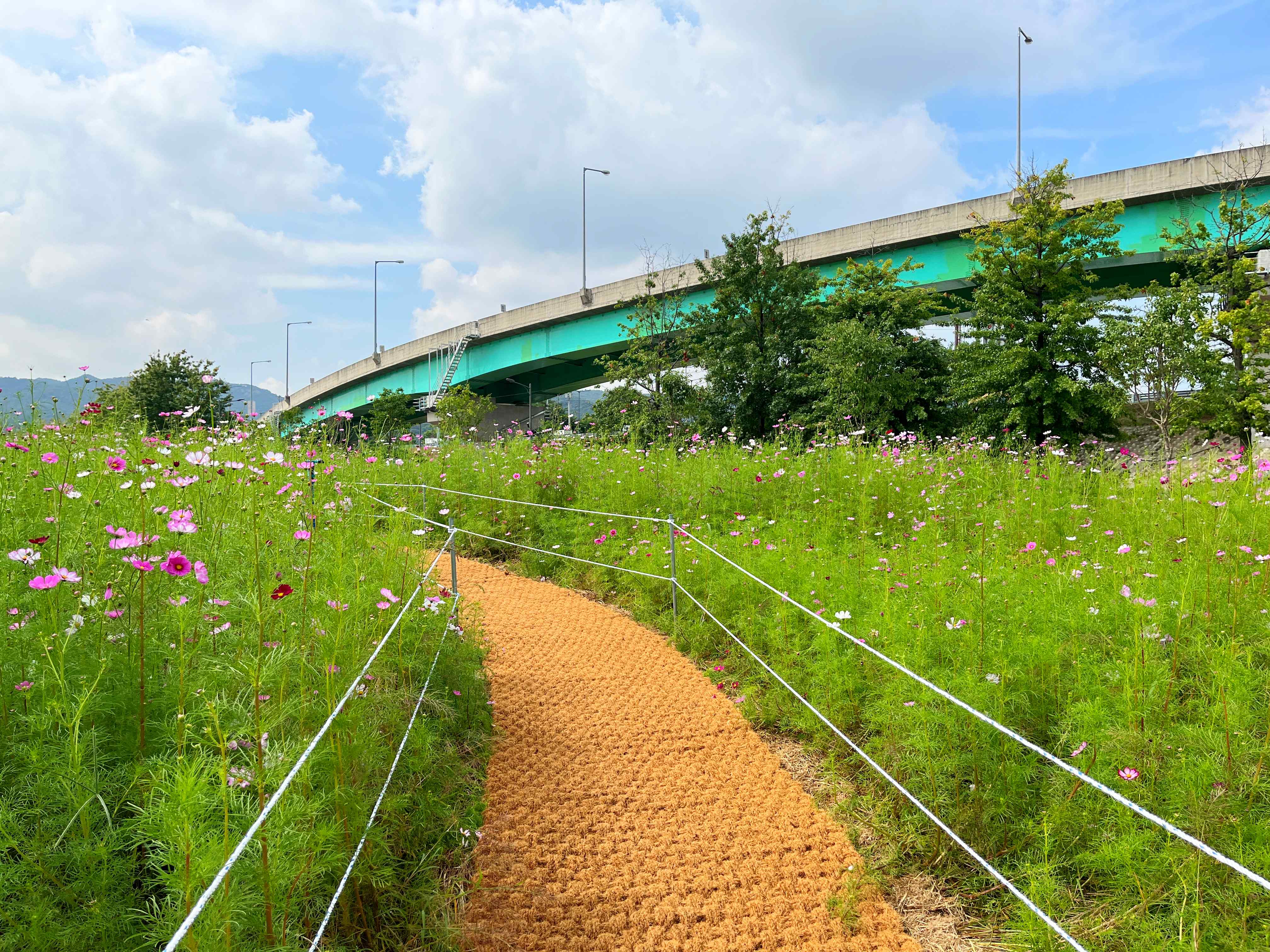 구리시민공원 코스모스