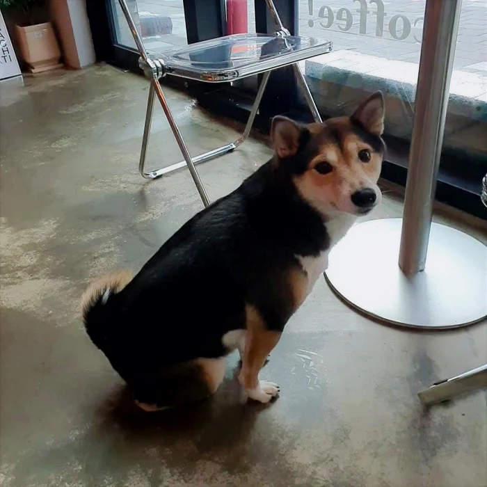 해빗커피 멍멍이