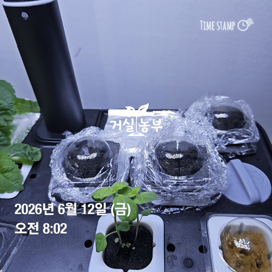 수경재배기 배지의 수분 유지를 위해 랩을 씌워 발아시키는 모습
