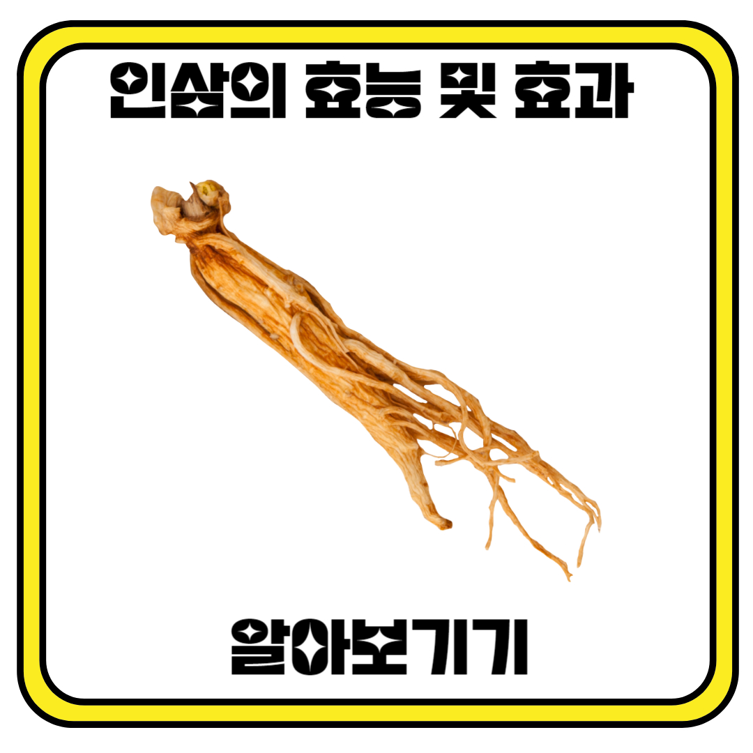 인삼의 효과 및 효능