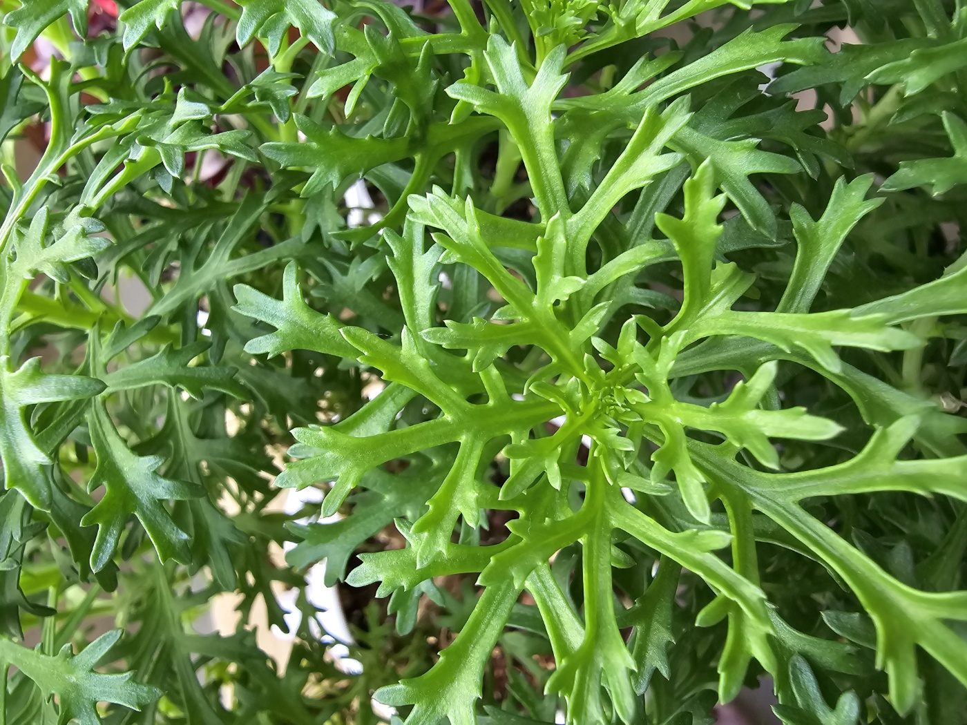 꽃봉오리가 안보여요