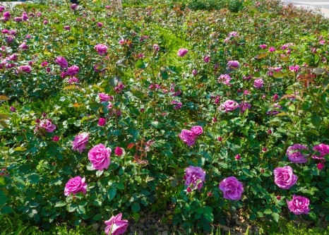 서울대공원 장미축제