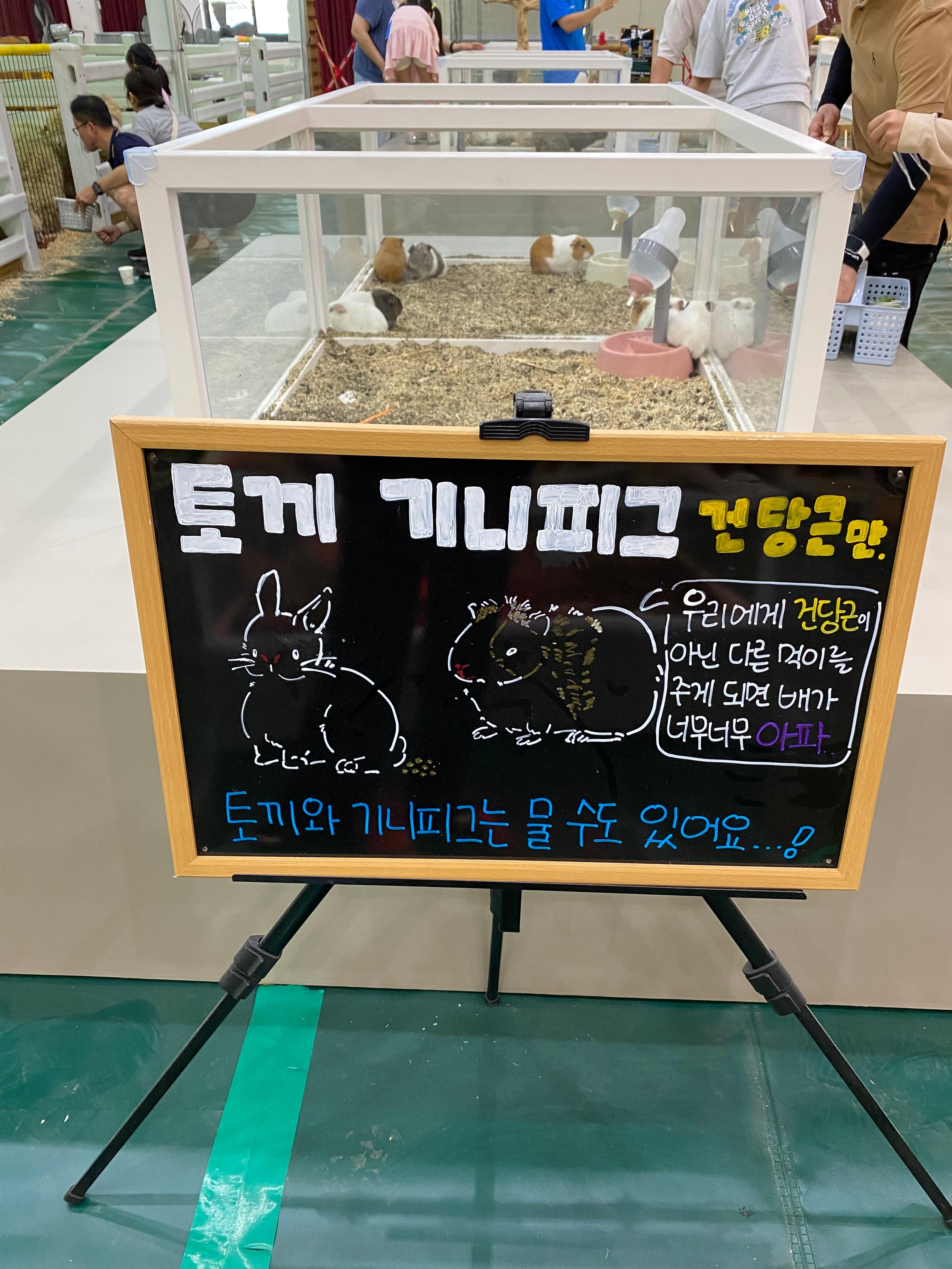 토끼와 기니피그 설명