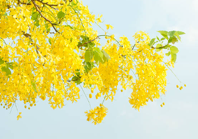 응봉산&nbsp;개나리축제