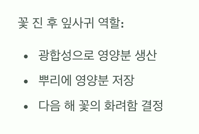 원인 일곱: 성급한 이발, 잎사귀의 임무