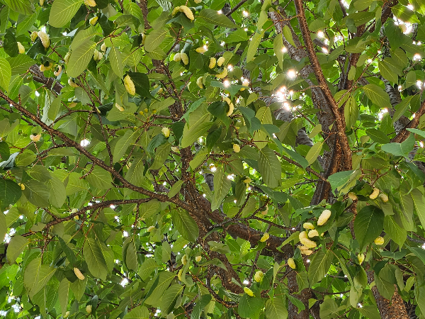 사사키잎혹진딧물