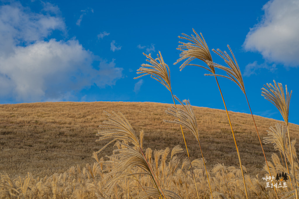 제주 새별오름 억새