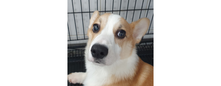 안동시 동물병원