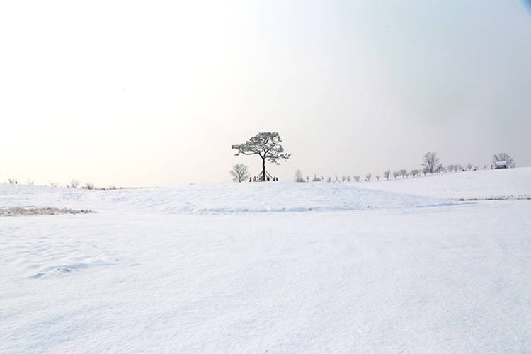 안성팜랜드 코스모스 꽃구경