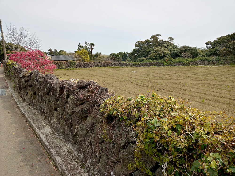 올레3A코스: 온평포구에서 표선올레까지