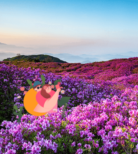 황매산 철쭉 개화시기