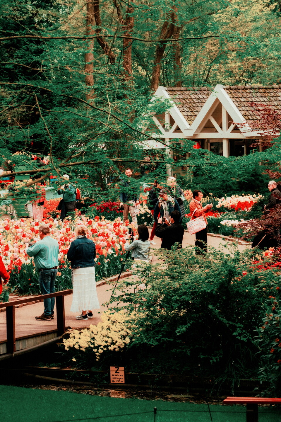 네덜란드 튤립축제