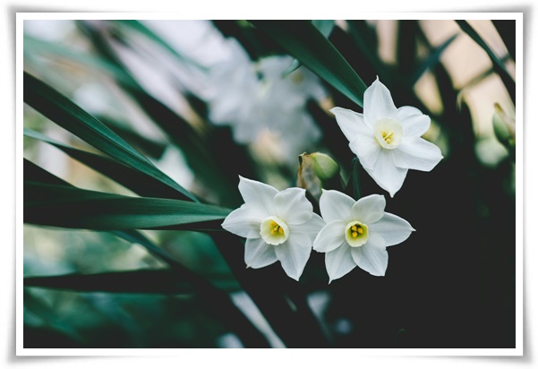 "수선화" 봄의 향기를 담은 마음을 따뜻하게 해 주는 봄의 전령사!