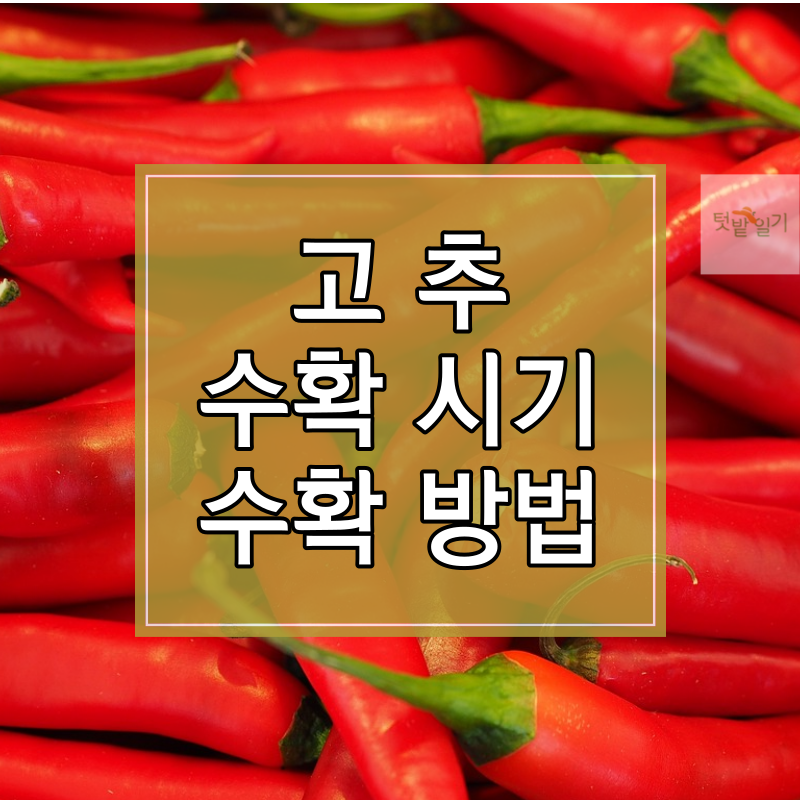 고추 수확시기 수확방법 저장방법 알아보기 썸네일