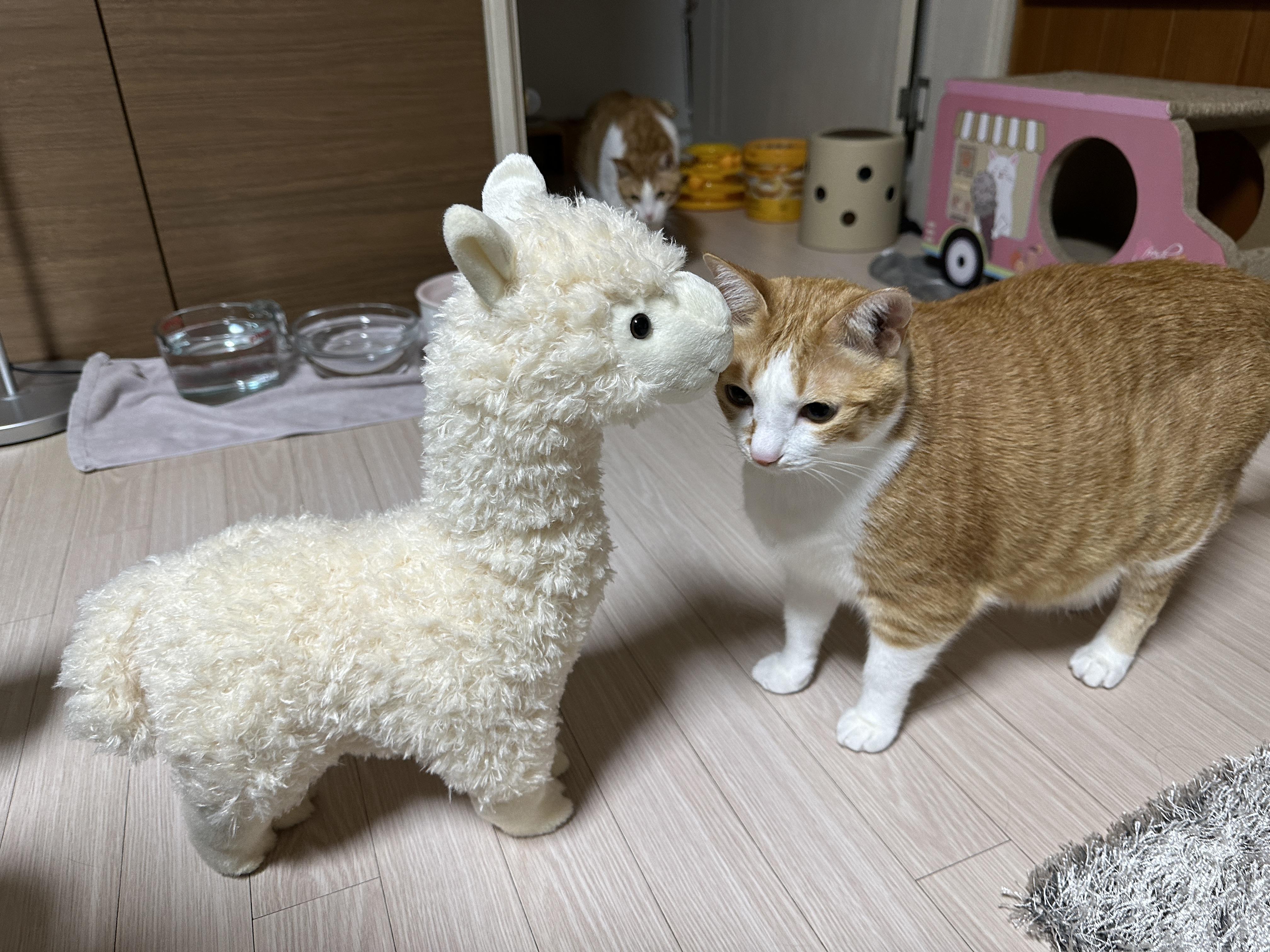 귀여운-라마-친구를-데려왔더니-고양이들-반응이..-(feat.-라마-친구의-아홉냥이네-입성기)