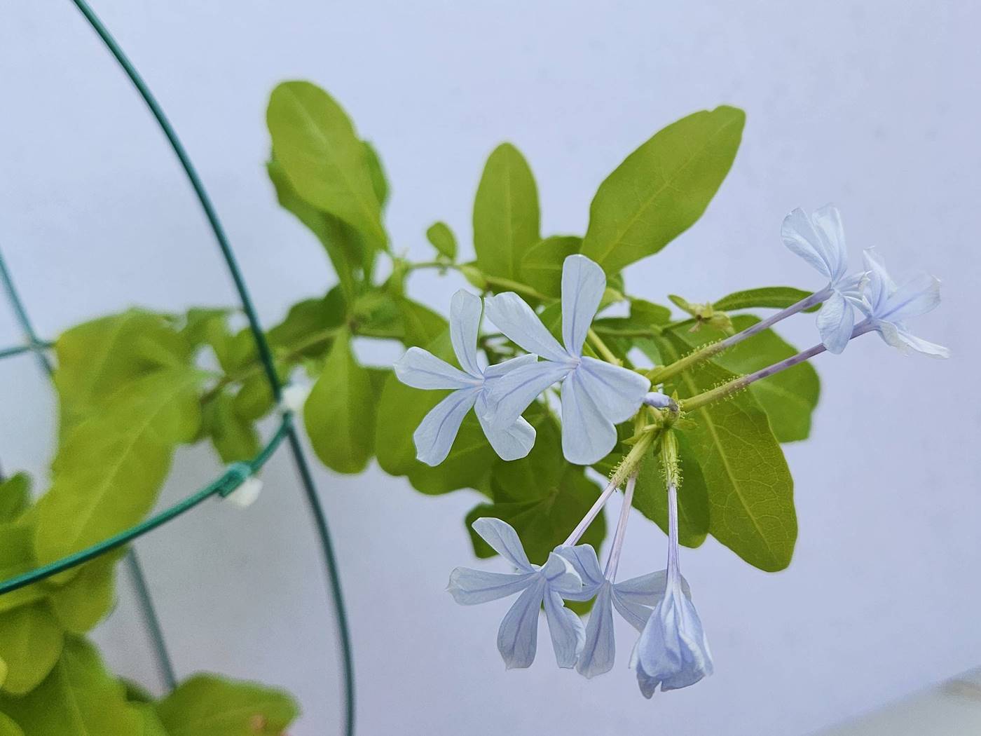 플럼바고 Plumbago