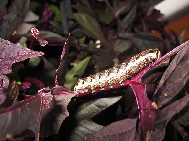 고구마 심는 시기 알아보기 16