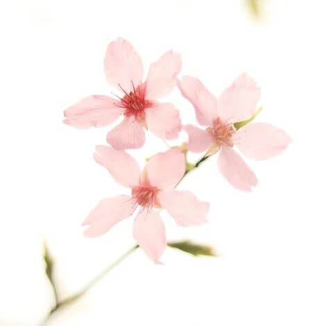 진해 군항제 축제 정보