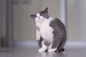 목덜미를 긁고 있는 고양이