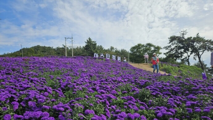 보랏빛 가을의 향연! 2025 신안 아스타꽃 축제 & 퍼플섬 여행 가이드
