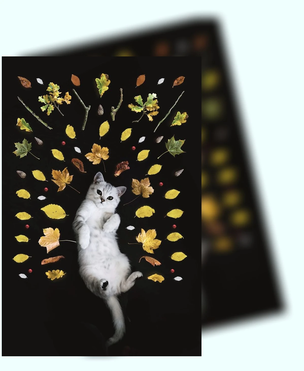 겨울철 반려묘 관리_2_subsection