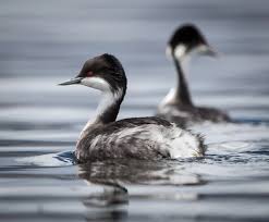 후닌 논병아리 장기적 개체군 크기 변동에 영향을 미치는 핵심 환경 요인 모델링