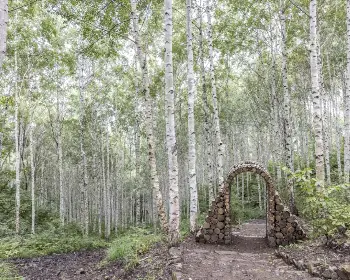 인제 자작나무숲_12