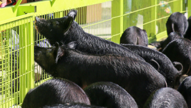 2025 휴애리 유채꽃 축제 흑돼지야 놀자 2