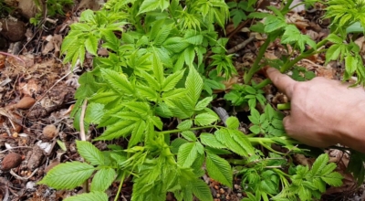 눈개승마 이미지