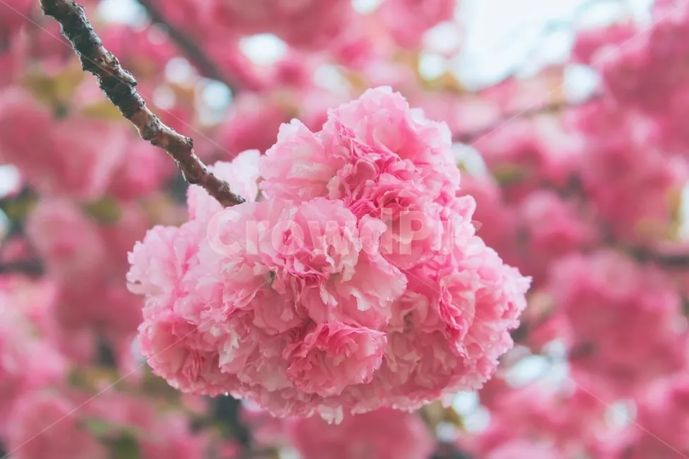 겹벚꽃 개화시기 숨겨진 명소_7