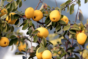 기관지에 좋은 음식07