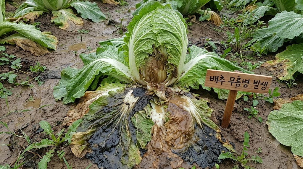 배추 밑동과 줄기가 물러지며 힘없이 땅에 주저앉아 썩어 들어가는 무름병 증상
