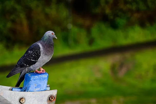 기내 반입 캐리어 사이즈 무게 총정리 완벽 가이드 매뉴얼_7