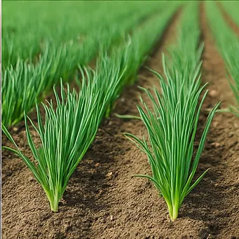 쪽파 심는시기13