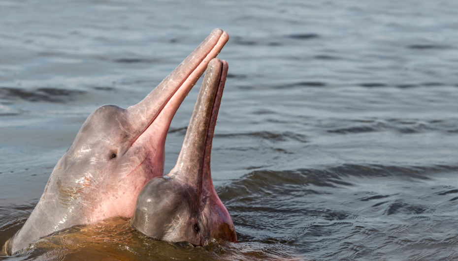 강에서 사는 천재 분홍돌고래의 탄생과 전설