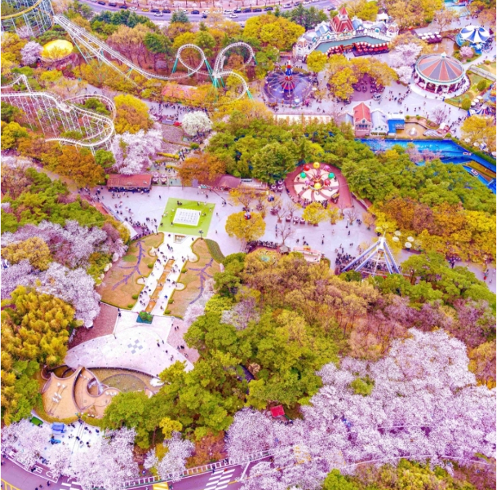 대구 이월드 벚꽃 축제 국내 최대 야간 벚꽃 명소