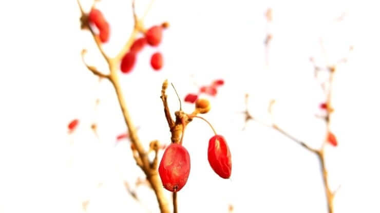 구례 산수유꽃축제