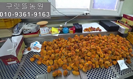 6시내고향-상주-곶감-구릿뜰농원