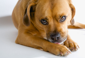 개가 발에 신경쓰고 있다