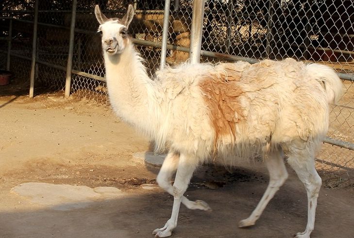 강릉쌍둥이동물농장