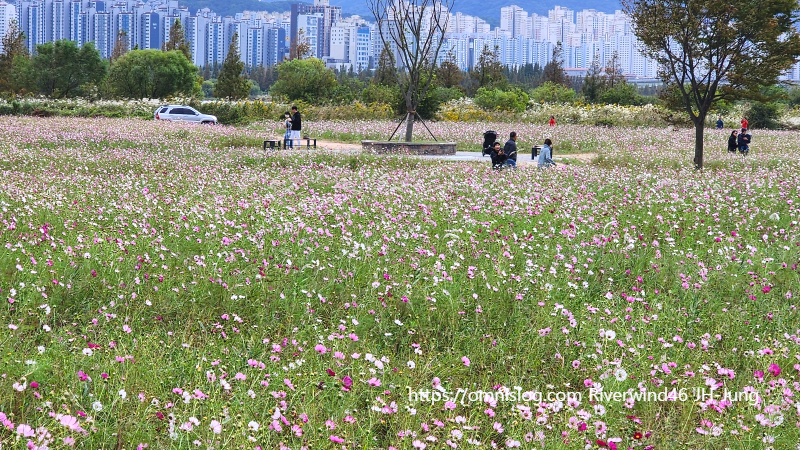 부산 근교 코스모스 천지, 대동 생태 체육공원