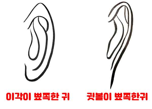 칼귀 타입별 관상