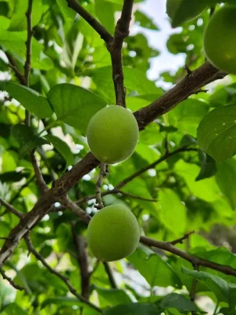 매실 수확시기_7