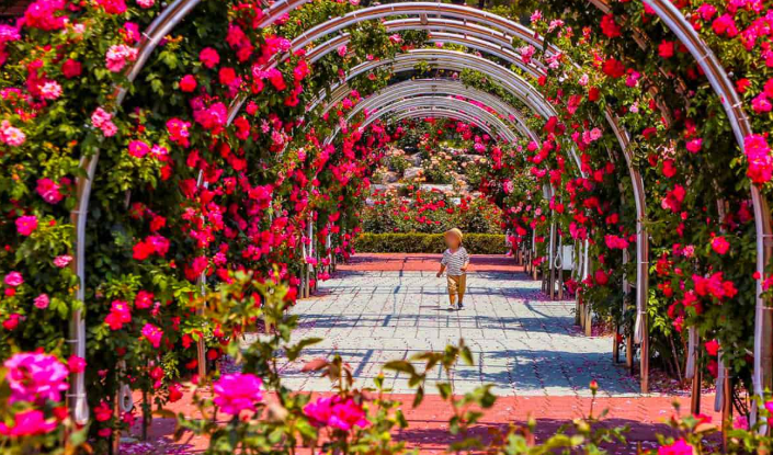삼척 장미 축제 : 천만 송이 장미의 향연