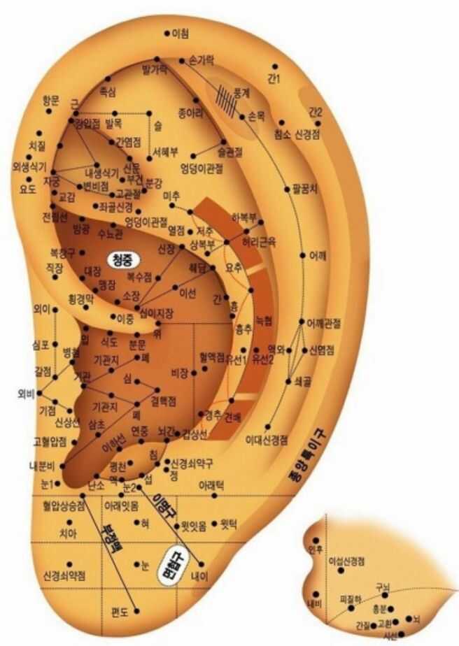 귀 혈자리 위치 지압법