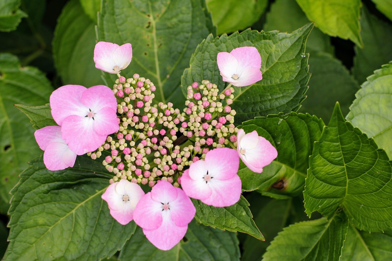 수국 색상별 꽃말과 의미