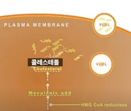스타틴의 치료 원리