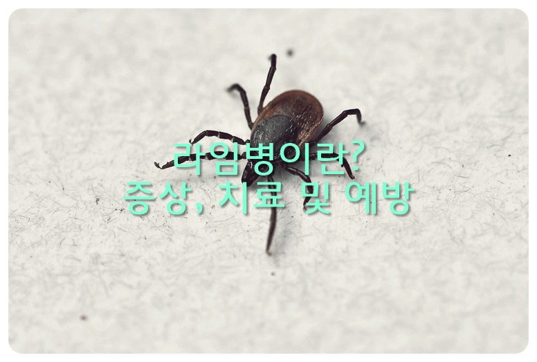 라임병이란, 증상, 치료 및 예방