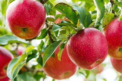 구우면좋은음식28